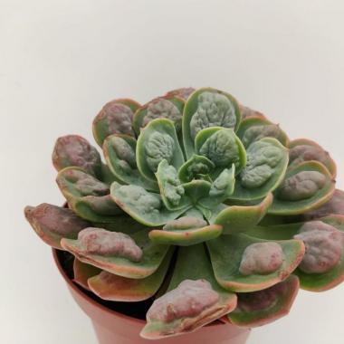 Echeveria raindrops